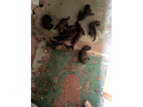 Belçika Kurdu Orjinal