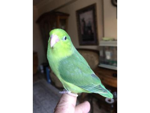 El Beslemeye Uygun Forpus Yavrular