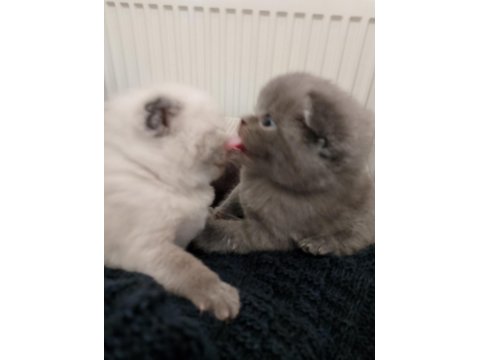 Scottish Fold Yavru Kediler