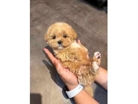 Orjinal Maltipoo Köpeğimiz