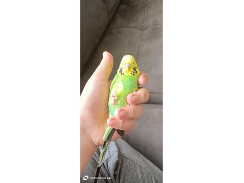 Uygun Muhabbet Kuşu