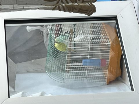 2 Tane Eşleşmiş 1 Tane Yavru Muhabbet Kuşu