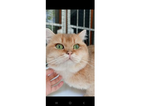 British Golden Kedimiz