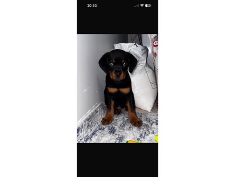Yavru Rottweiler