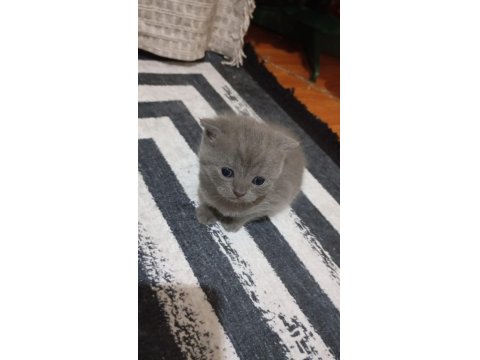 British Yavru Kediler