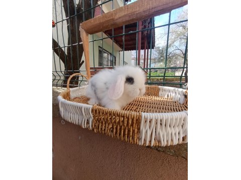 Hollanda Teddy Lop Yavru Tavşanlar