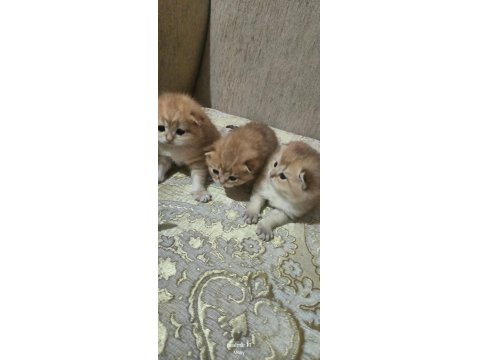 Şampiyon Kan Hattın Ny11 Ve Ny12 Golden British Çocukları