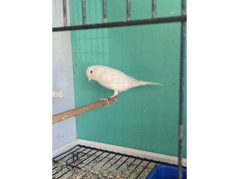 2025 Bilezikli Erkek Kanarya