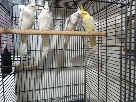 Yeni Yeme Düşen Sultan Papağanı Yavrular