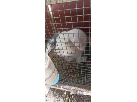 1+1 Lop Anaç Tavşanlar