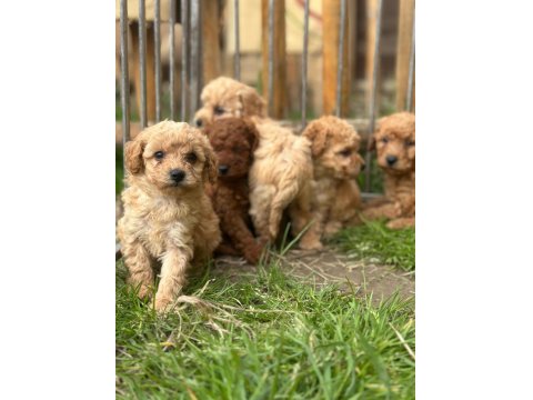 Uygun Fiyatlı Ev Hayvanları Üretim Yerinden Yasal Ve Kayıtlı Köpekler