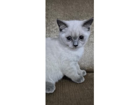 Safkan Yavru Kedimiz Yeni Yuvasını Arıyor