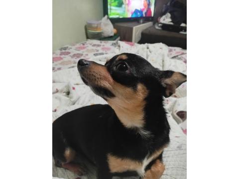 2 Yaşında Dişi Wc Eğitimli Çok Özel Anatomi Chihuahua