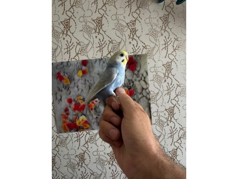 2 Aylık Muhabbet Kuşları Kendi Kuşlarımız