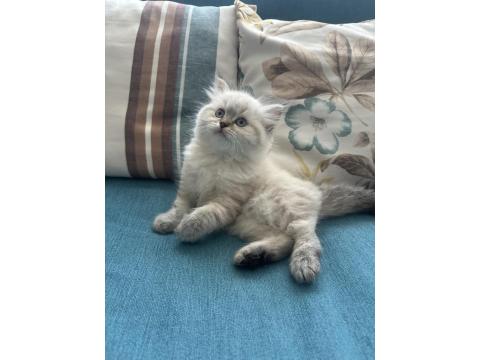1.5 Aylık Mavi Gözlü British Longhair Yavru