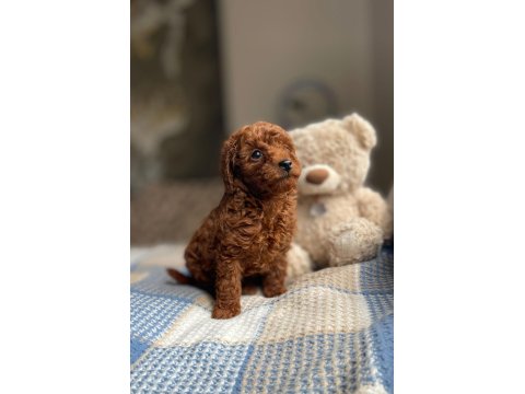 Koyu Kırmızı (Dark Brown) Toy Poodle