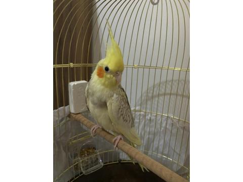 Sultan Papağanı 6 Aylık