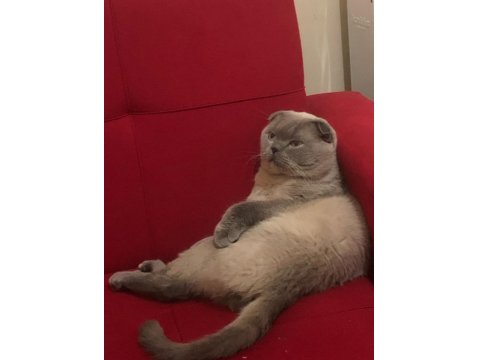 Scottish Fold Blue Point 1.5 Yaşında Erkek