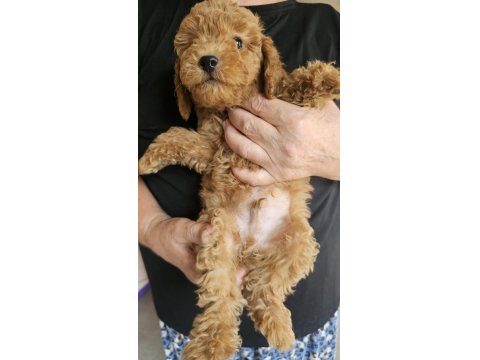 3 Küçük Poodle Ponçik