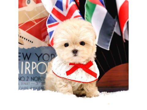 Safkan Maltipoo Bebeklerimiz 2 Aylık