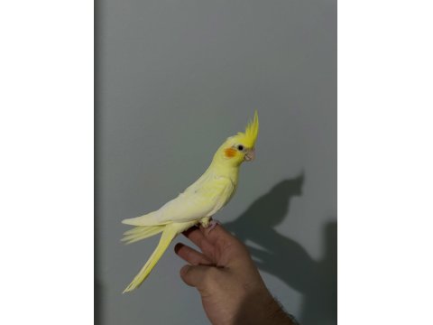 Ev Üretimi Sağlıklı 2-3 Aylık Lutino Sultan Papağanı