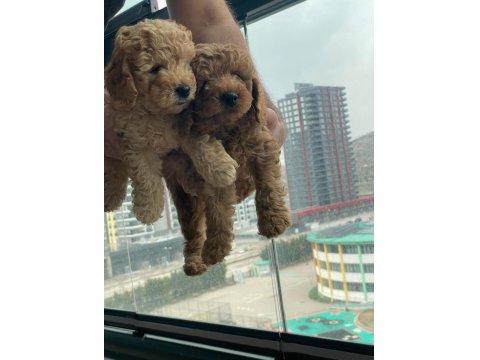 Ev Üretimi Safkan Toy Poodle Yavruları Anne Yanından
