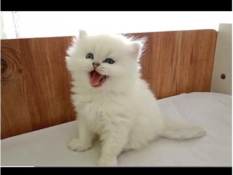 Kocaeli Safkan Show Kalite British Bebekler