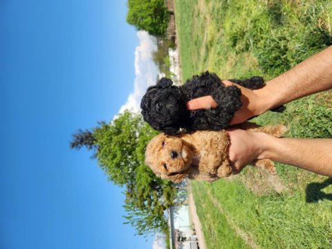 A Kalite Poodle Bebekler