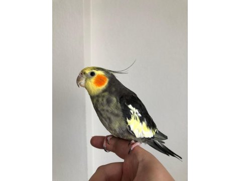 Erkek Sultan Papağanı 2 Yaşında Sağlık Sorunu Yok