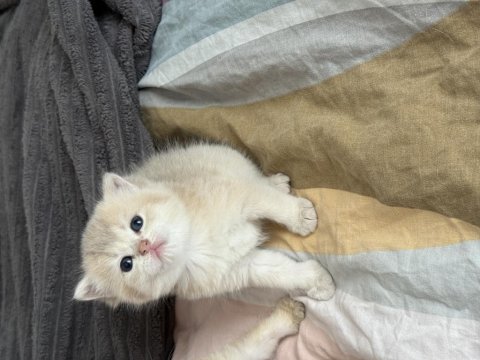 Ay11 Safkan British Shorthair Bebekler