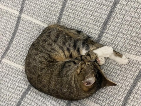 İşimden Dolayı Kedimi Sahiplendiriyorum