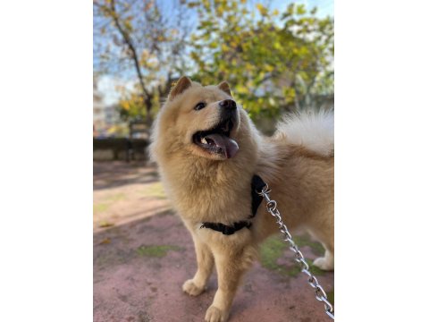 Çin Aslanı 4 Yaşında