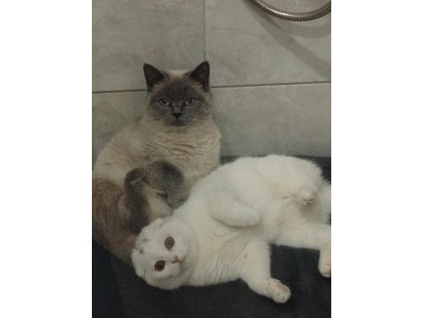 British Blue Point Ve Scottish Fold