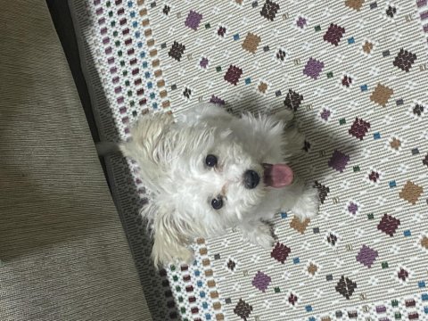 8 Aylık Tüm Aşıları Tam Dişi Yavru Maltipoo