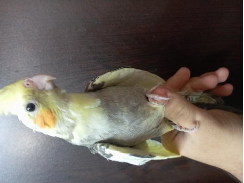 Ele Alıştırmalik Bebek Sultan Papağanı