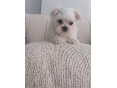 Teacup Kore Maltese