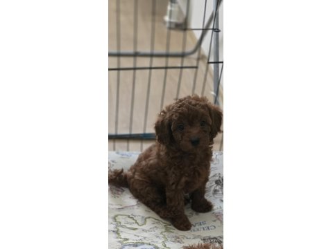 Redbrown Orijinal Teacup Baby Face Poodle İkizler