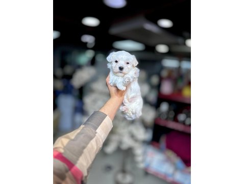 Kar Beyaz Maltese Terrier