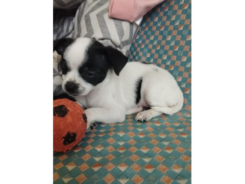 47 Günlük Elma Kafa Chihuahua Yavrular..