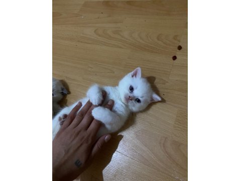 A Kalite British Shorthair Bebekler