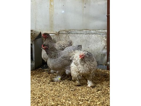 Black Blue Brahma Kuluçkalık Yumurta Ve Civciv