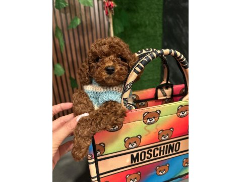 Sevimli Minik Toy Poodle
