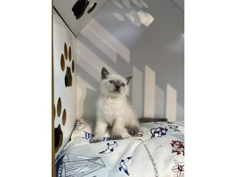 Teslime Hazır British Scottish Yavrular