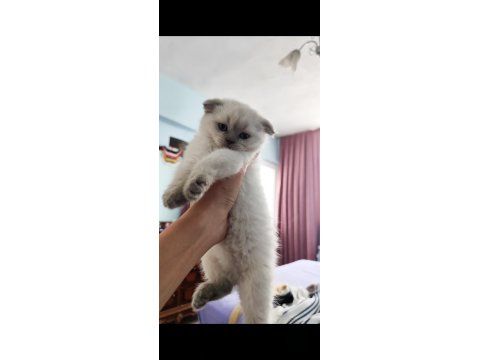 Adana Scottish Blue Point Dişi 45 Günlük Kedimiz