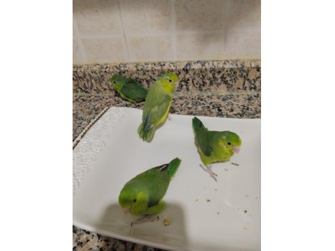 El Besleme Bebek Forpus