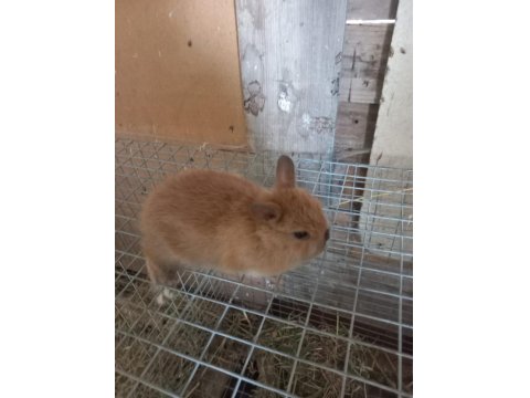 Safkan Cüce Tavşanı