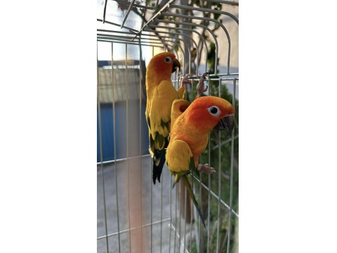 Hazır Takım Güneş Konur.