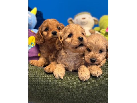 Irk Garantili Red Maltipoo Yavrularımız