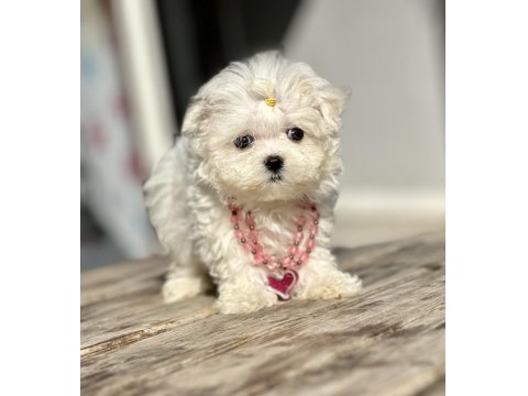 Maltese Terrier Kore Safkan Mini Yavrularımız