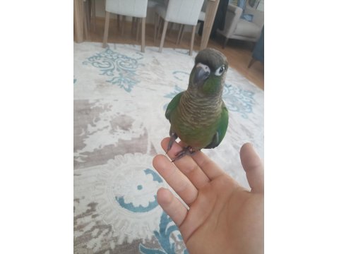 Yeme Düşmüş Yeşil Yanaklı Konur Papağanı